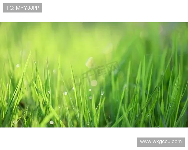 《我是一棵小草》：那些绿意盎然的灵魂，定格时代温情